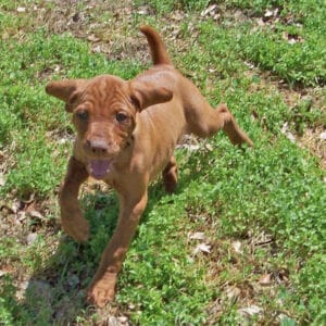 Vizsla puppy breed