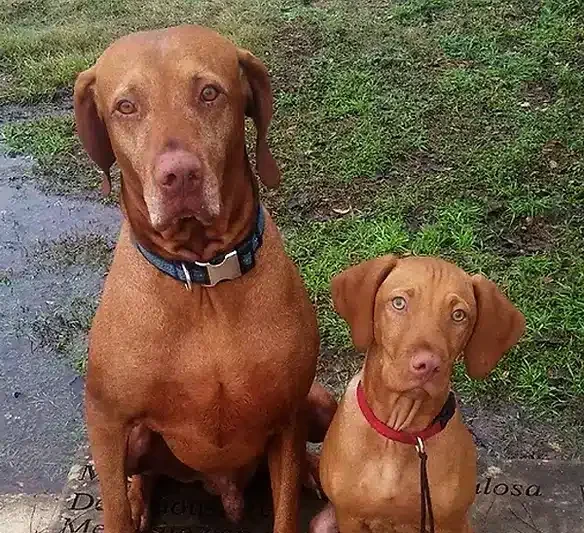 Vizslas-Cooper-Carson