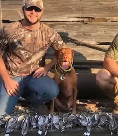 Hunting Vizsla Named Cash