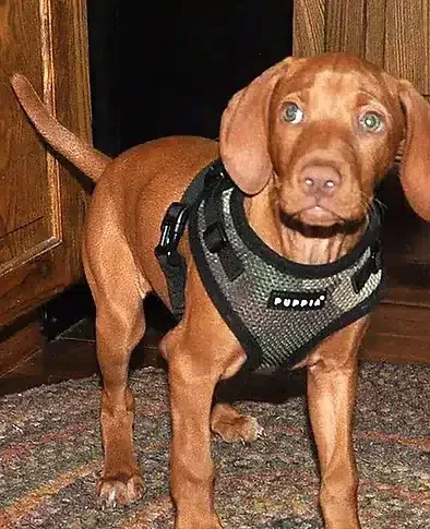 Puppy Vizsla Sunnie