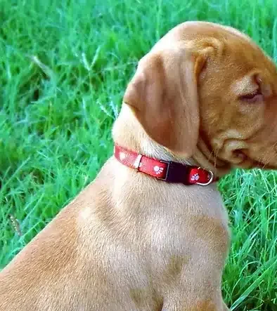 Alba Vizsla puppy