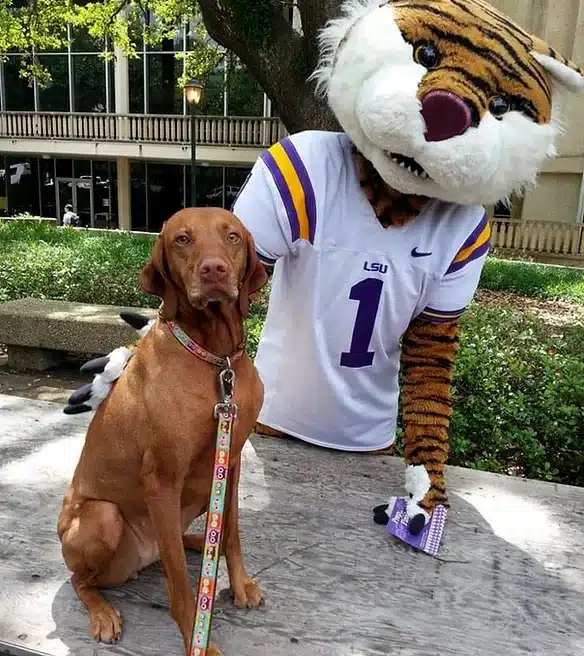 Ros vizslas with campus mascot