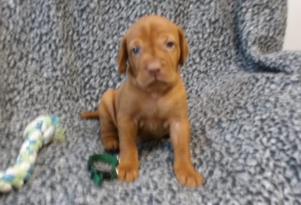 Dk Green Collar Boy 4 weeks