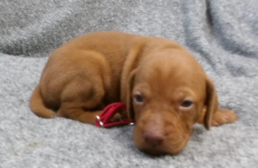 Red Collar Boy 3 wks