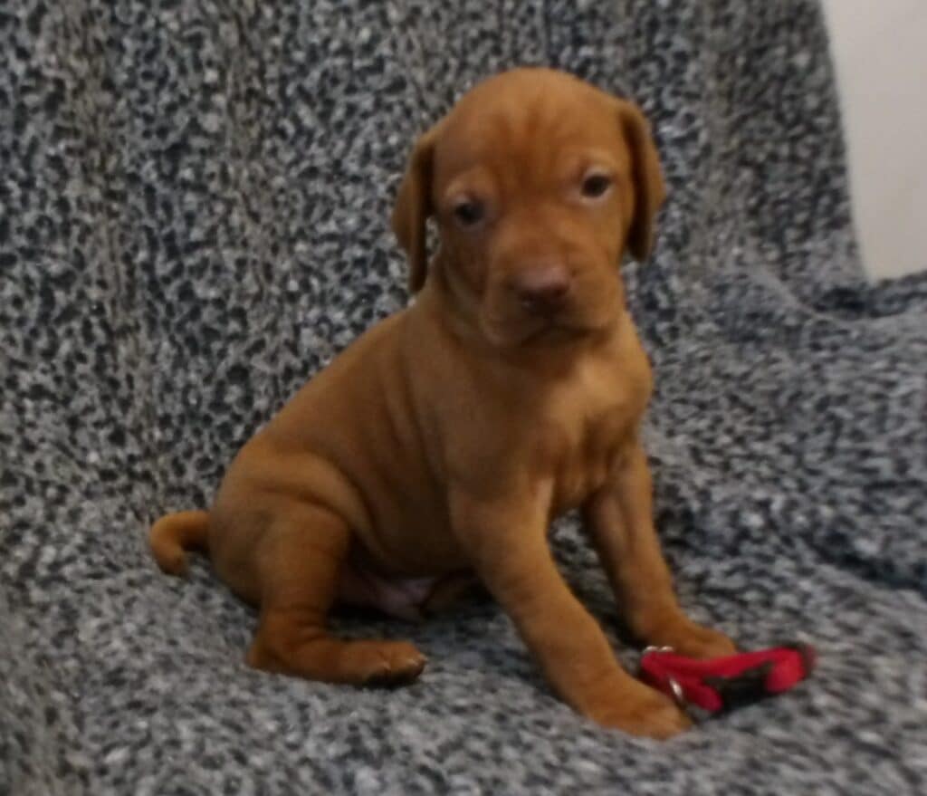 Red Collar Boy - 4 weeks