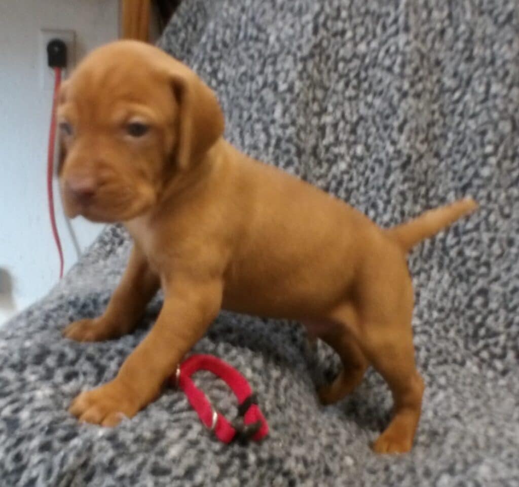 Red Collar Boy - 4 weeks